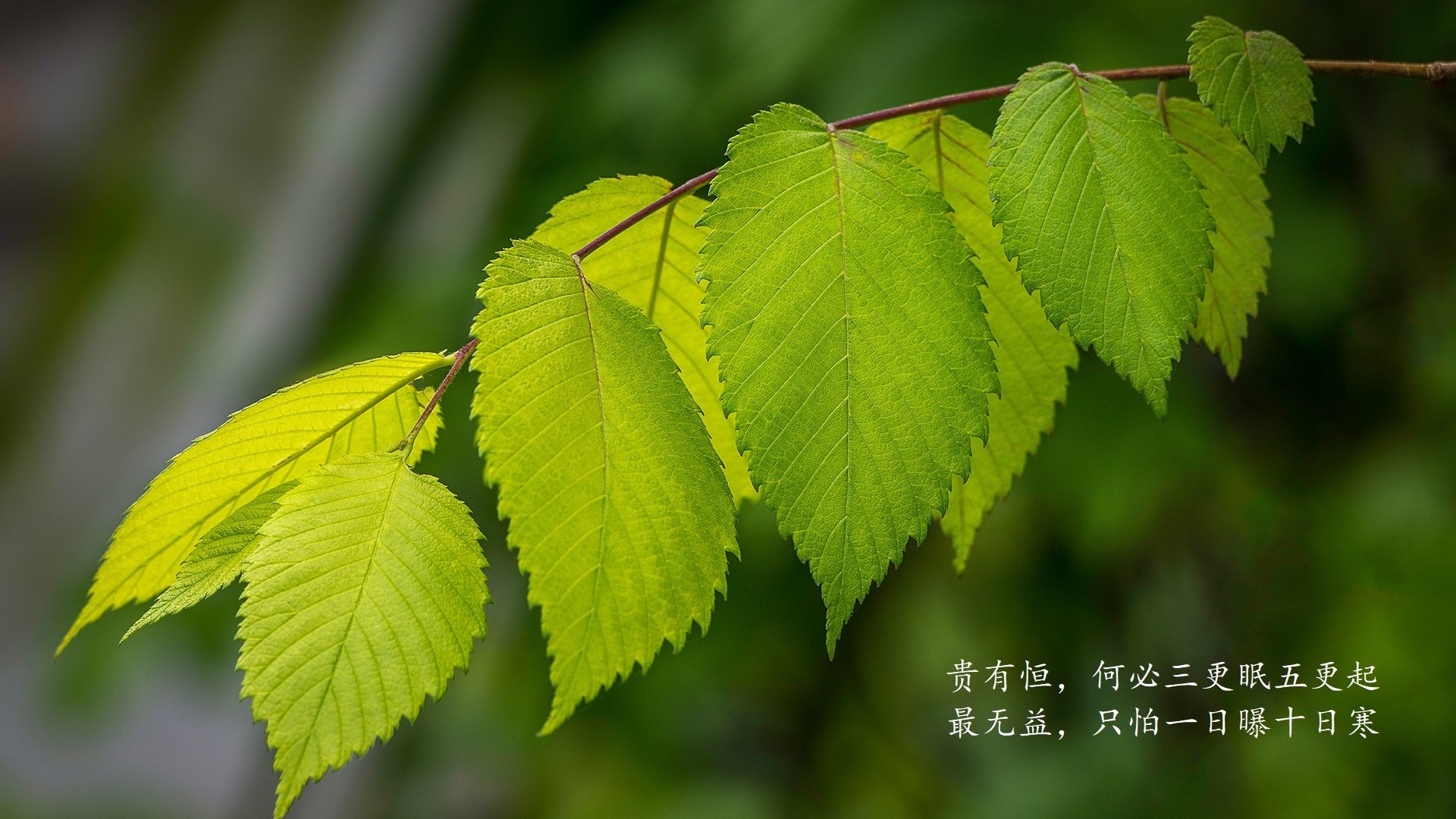 将全队心跳调成同一节拍,黄喜灿的西部生死夜脉搏