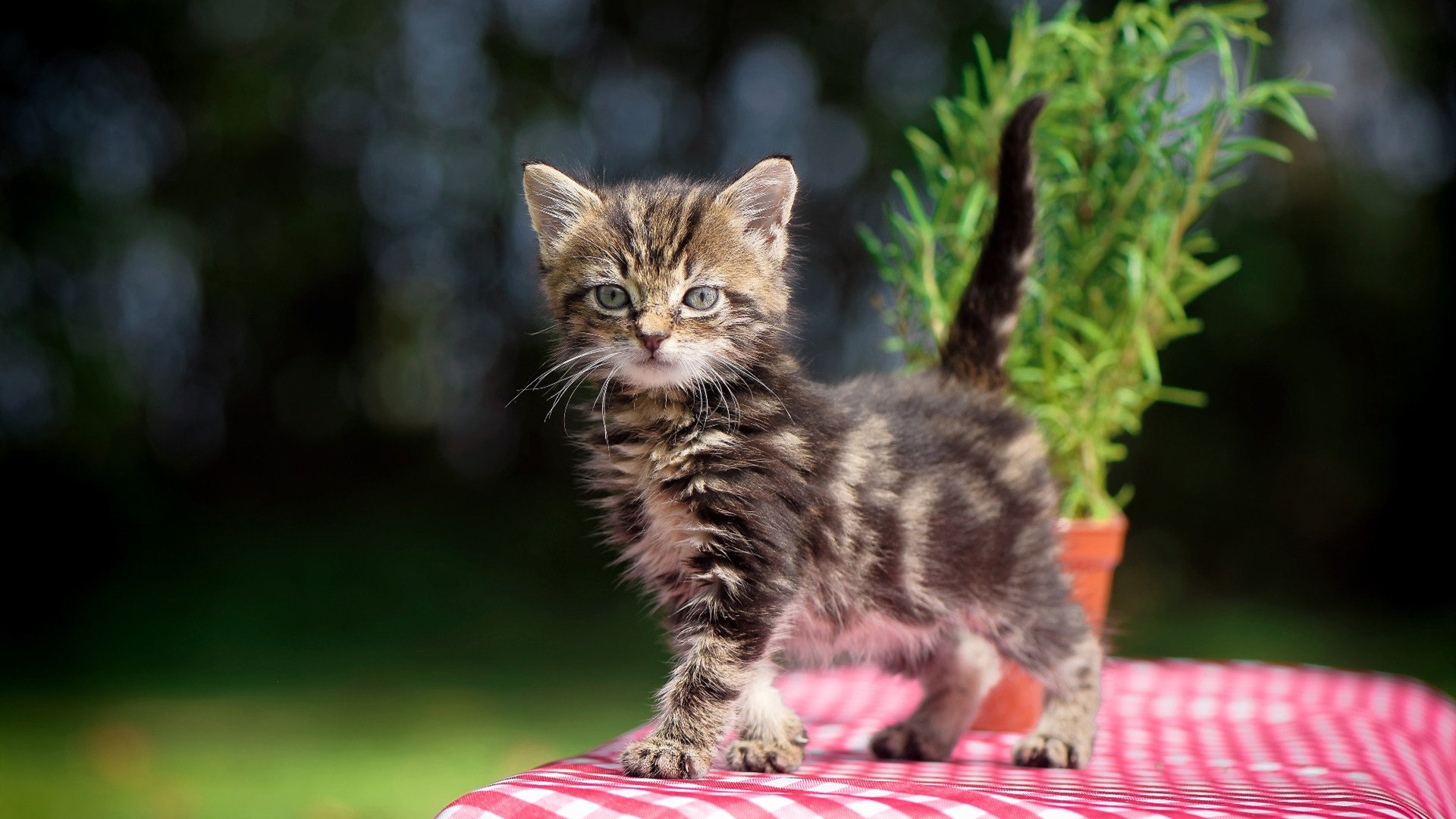 无解铁闸德里赫特！罗马热身赛零封委内瑞拉，南美锋线集体哑火