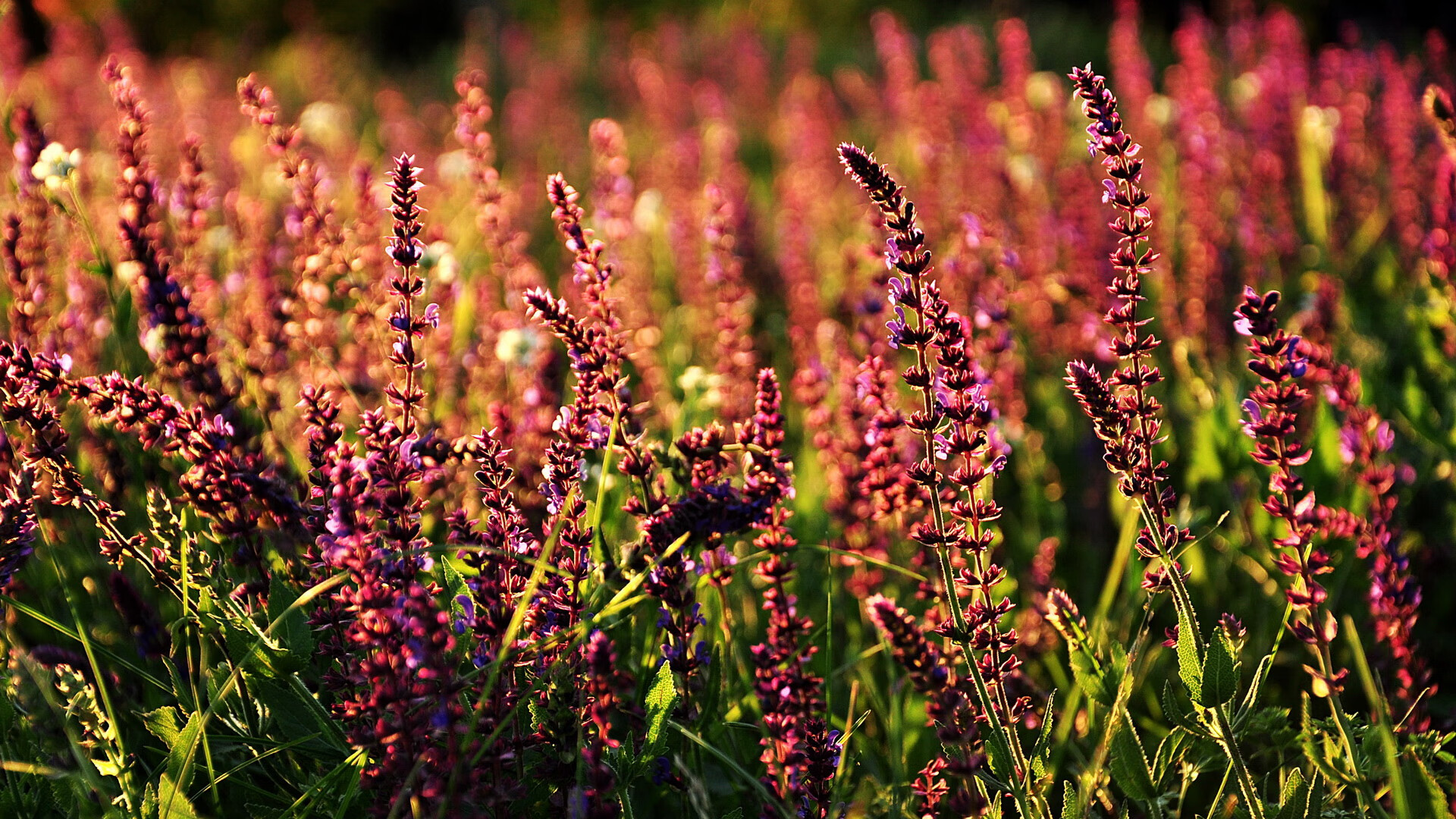 骑士新王当立！切特一夫当关斩狼，克利夫兰崛起密码已现