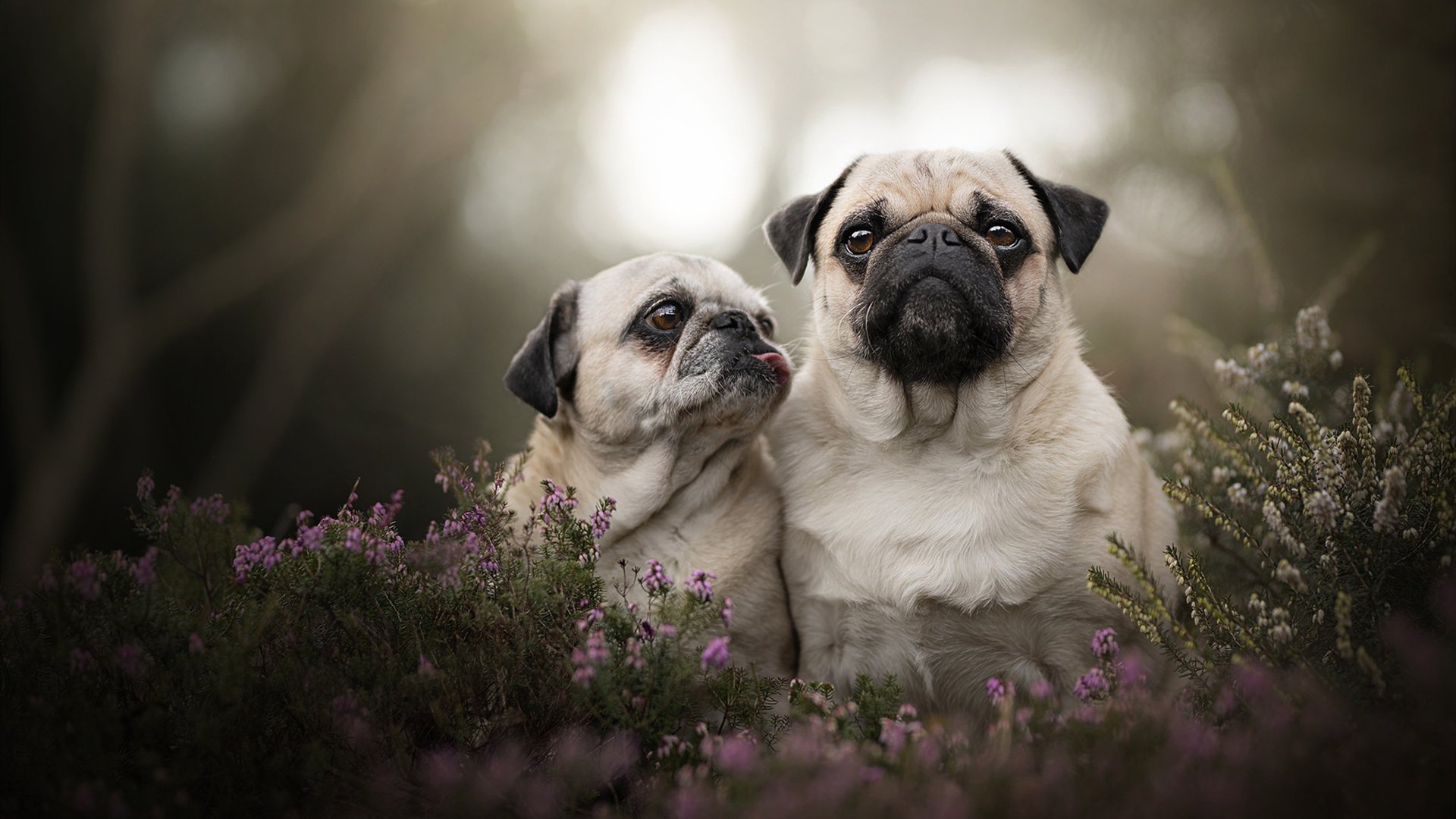 魔改版奇才的致命一击,当哈登在洛杉矶投下惊雷