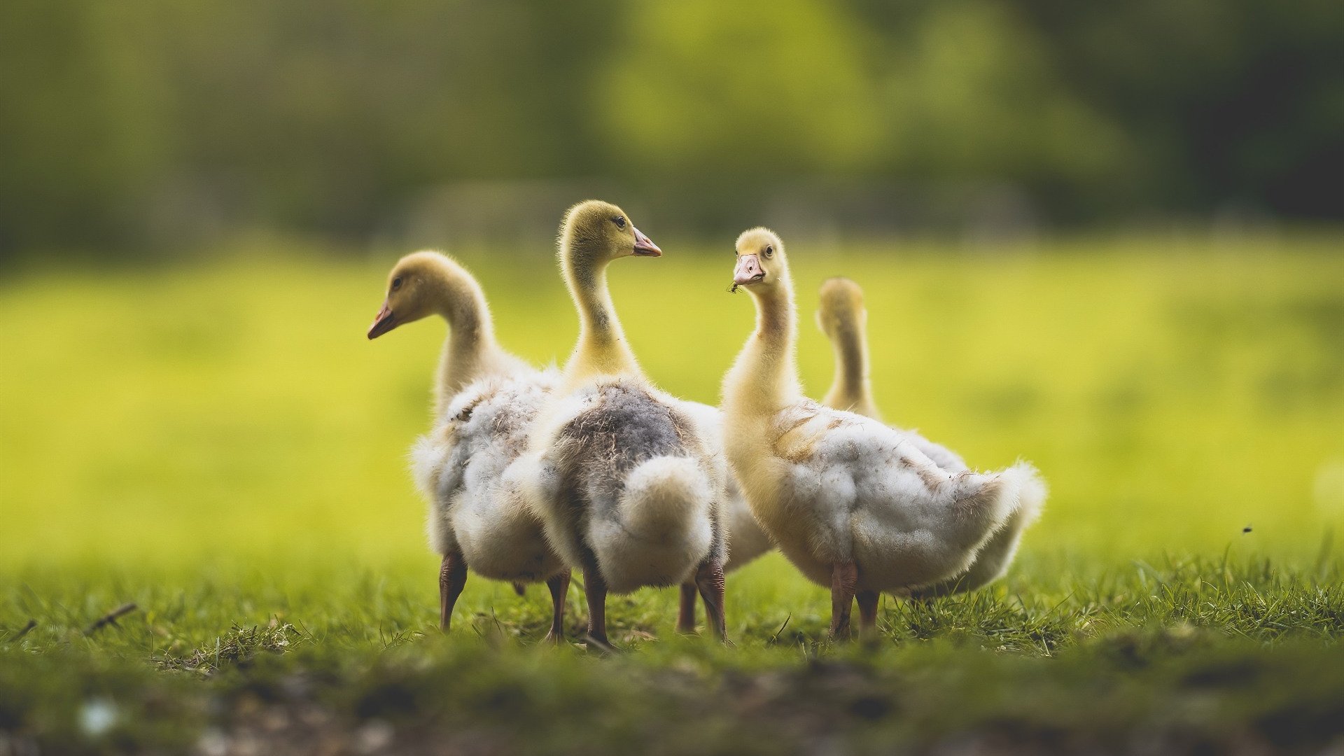 当铁壁遇见樱花，洪都拉斯的战术纪律与久保建英的天才闪耀—两代足球哲学的无声对话