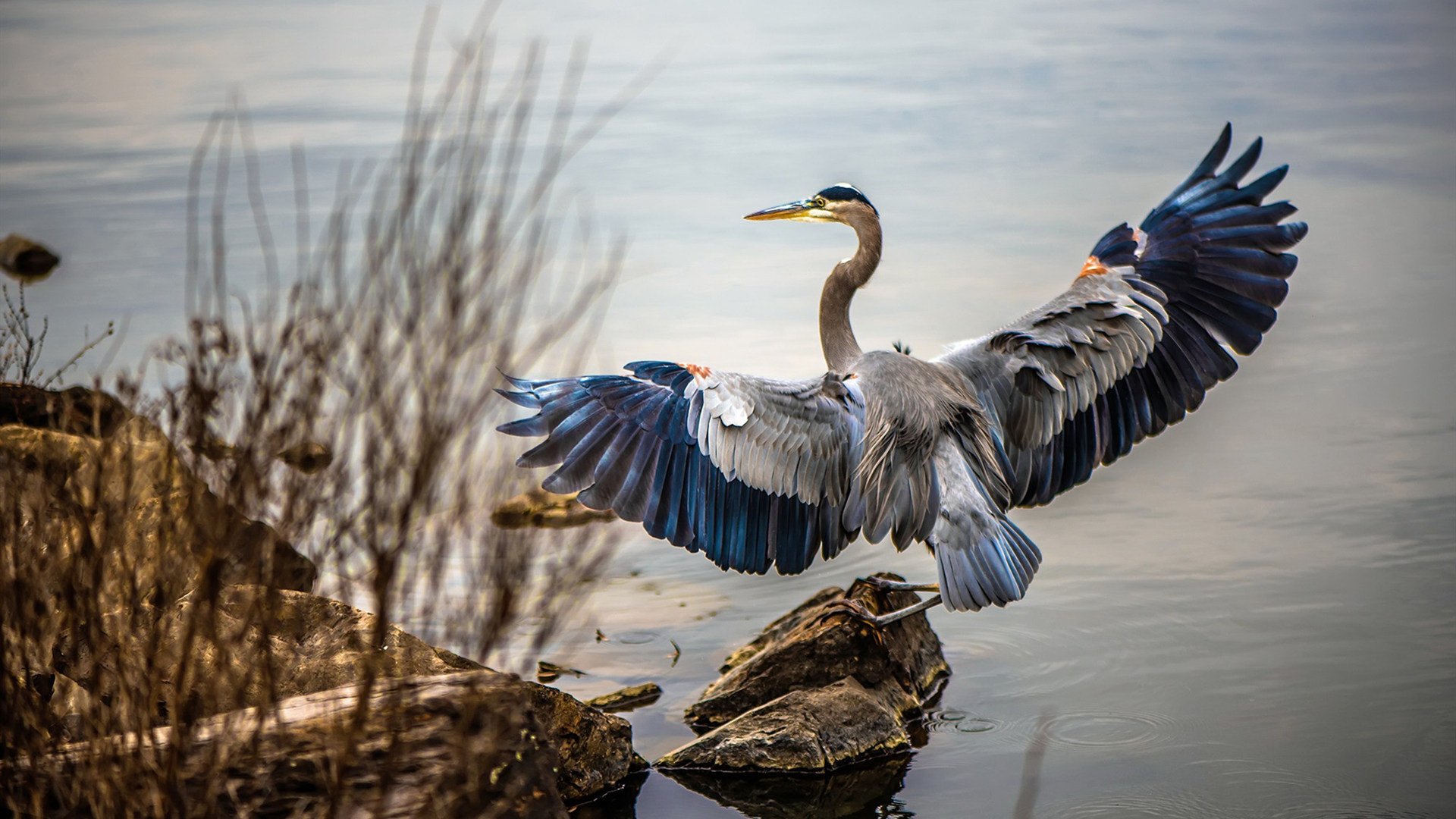 唯一证人，卢卡库与那粒终结心魔的点球