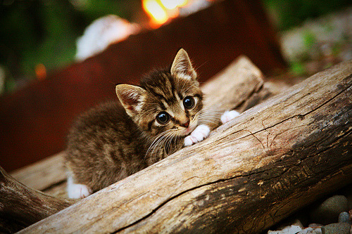 唯一法则，当勒沃库森的唯一解遇上那不勒斯的多重可能