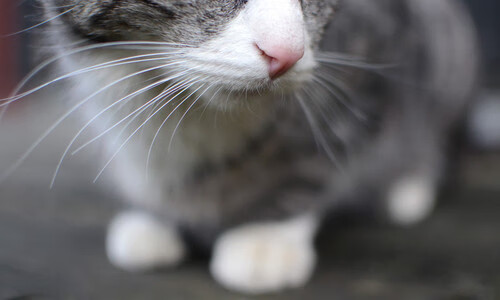 一小时里的十一年,当森林狼单节撕碎骑士,德甲争冠已至决战时分